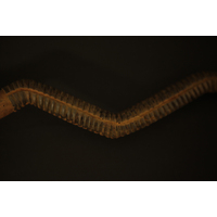 Serving Spoon (view 3)