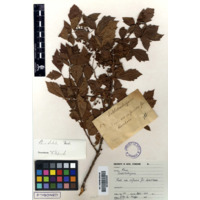 iNhlokoshiyane (view 1)