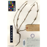 uZintana / isi Muyisane