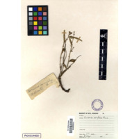 Corchorus serrifolius (view 1)