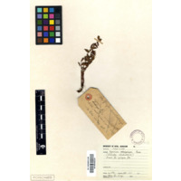 uMtimba / uSukumbhili (view 2)