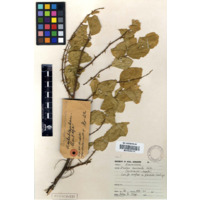 uMlahlankosi / uMpafa (view 2)