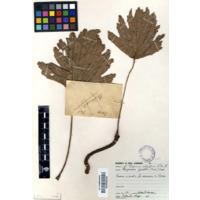 iQaba elincane (view 2)