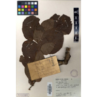 iDhlebe lendhlovu (view 2)