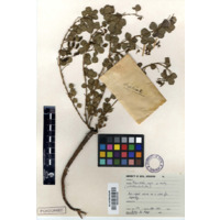 uMdanduluka (view 2)