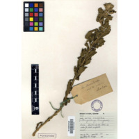 uHlunguhlungu olumanyama (view 2)