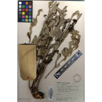 uHlunguhlungu olumanyama