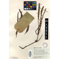 uVendhle / iDololen konyane (view 2)