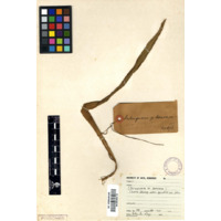 iNlungwana za bomvana