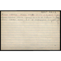 Index card - Maseko, Mcini, Mnisi