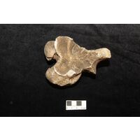 Component 1 (view 2)