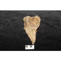 Component 1 (view 4)