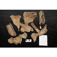 Component 1 (view 5)