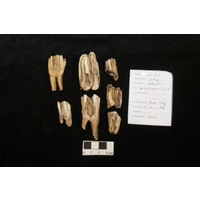 Component 1 (view 4)