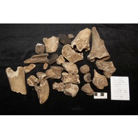 Component 1 (view 2)