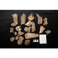 Component 2 (view 2)