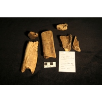 Component 1 (view 2)