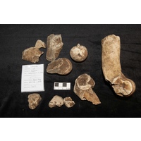 Component 1 (view 2)