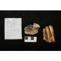 Component 1 (view 3)