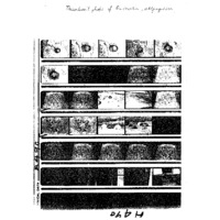 Thumbnail photos of excavations at uMgungundlovu